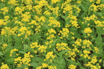 Obraz premium Beautiful yellow mustard flower in the fields 