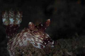 Red and white striped funeral joruna nudibranch