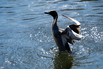 善福寺川で羽ばたく瞬間の冬の尾長鴨(オナガガモ)