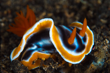 Colorful nudibranch sea slug on coral reef in Indonesia