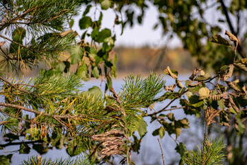 Forest landscape on the background of a forest lake.