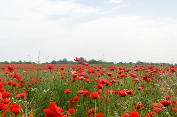Many red blossom poppies in a field