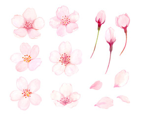 桜の花　水彩イラスト