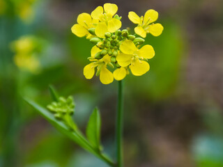 Obraz premium Very beautiful bright yellow mustard flowers in wintertime in India