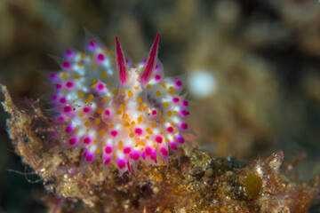 White and pink nudibranch Janolus sp 8