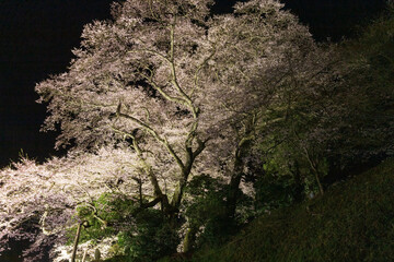 二本松市　新殿神社の岩桜