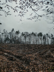 Forest landscape after deforestation