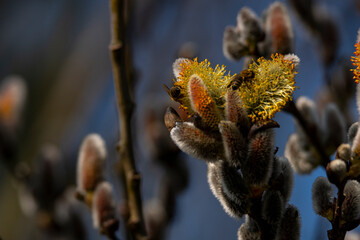 Natur Mischmasch