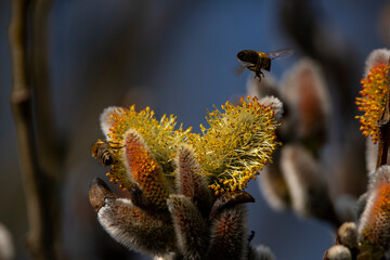 Natur Mischmasch