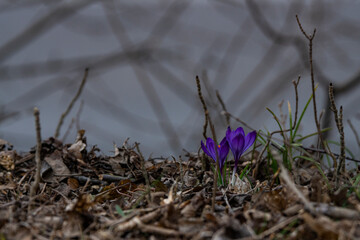 Natur Mischmasch