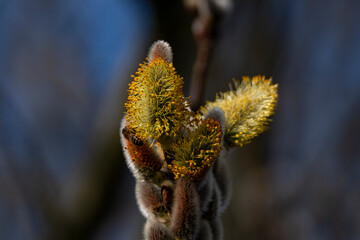 Natur Mischmasch
