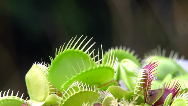 Venusfliegenfalle (Dionea muscipula) f&auml;ngt Wespen