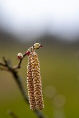 Natur Mischmasch