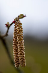 Natur Mischmasch