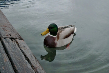 Obraz premium カモ