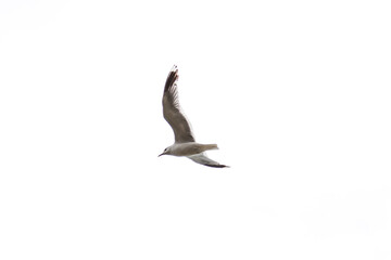 Soaring silhouette of a white sea gull  bird with black feathers against a blue sky with spread wings flying high above the ground looking out for fish near the shore.