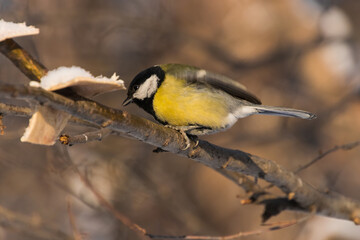 titmouse on a branch