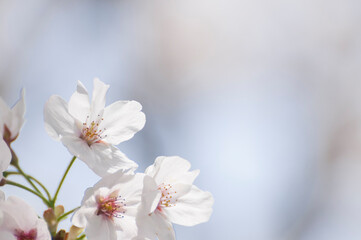 Fototapeta na wymiar 満開の桜３