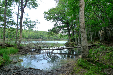 知床五湖