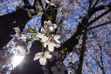 桜の季節