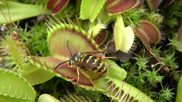 Venusfliegenfalle (Dionea muscipula) f&auml;ngt Wespen