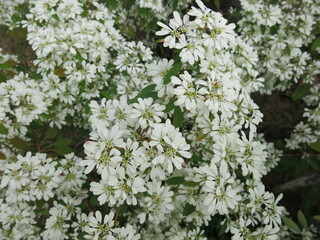 the white flowers are blooming in the winter