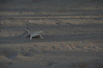 Almaty, Kazakhstan - 06.25.2013 : Lizard on the sandy rocky ground in the Altyn Emel Nature Reserve