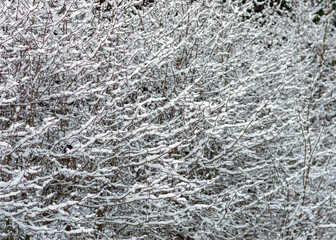 Fototapeta premium abstract tree branch patterns, snow-covered tree branches, beautiful winter texture, suitable for wallpaper