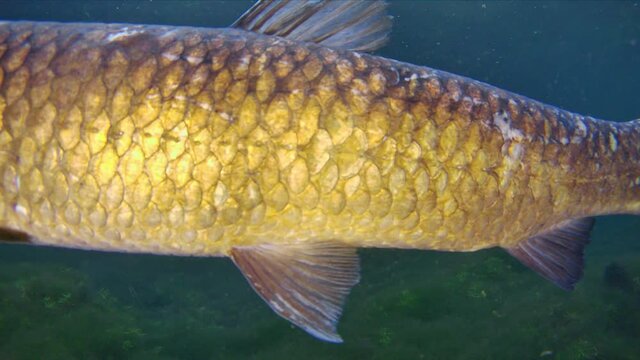 Underwater footage of large herbivorous freshwater fish, The Grass carp Ctenopharyngodon Idella in close up view with it natural habitat.