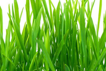 Fototapeta na wymiar Fresh spring green grass isolated on white background with clipping path. Summer green grass over white. Green lawn isolated.