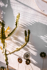 cactus and its shadow on white wall