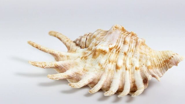 Beautiful seashell close-up on a white background. Turntable. Selective shot.