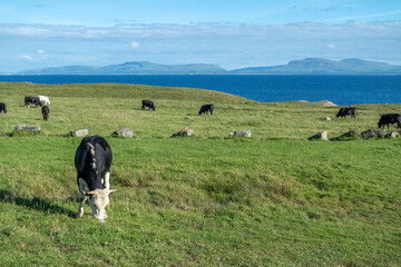 Cows at St Johns Point in County DOnegal - Ireland