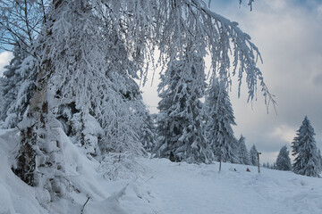 Gefrorener Winterwald in Grendelbruch in den Vogesen