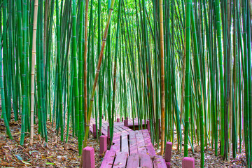 Bamboo grove with wood flooring.