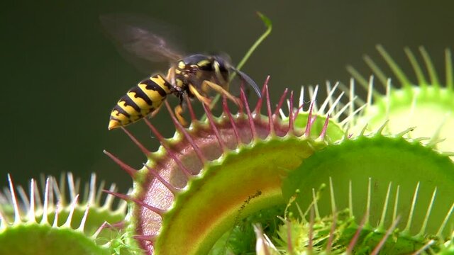 Venusfliegenfalle (Dionea muscipula) f&auml;ngt Wespen
