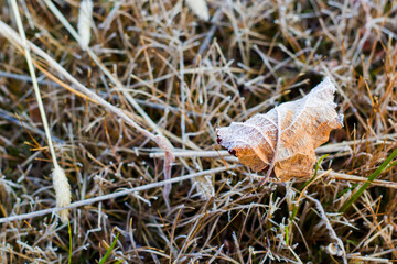 Frozen dew on the field and grass