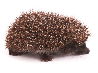 Hedgehog on a white