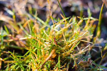 Frozen dew on the field and grass