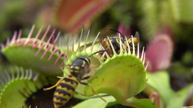 Venusfliegenfalle (Dionea muscipula) f&auml;ngt Wespen