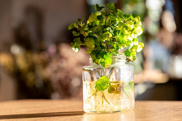 Bouquet flowers in glass vase on wood background and indoor wall background