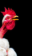 Portrait of white Rooster on black background