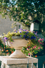 Petunia and lobelia in flower pots. Architectural flowerpots with flowers.