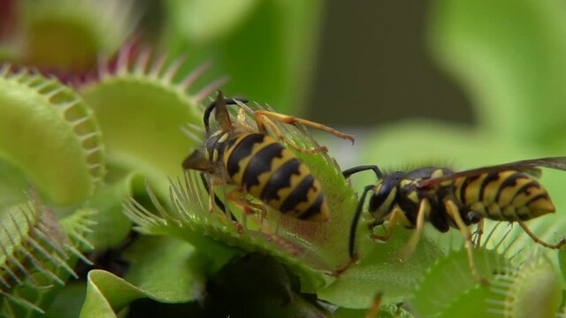 Venusfliegenfalle (Dionea muscipula) f&auml;ngt Wespen