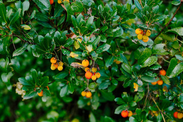 Yellow fruits of Arbutus unedo on branches with bright green leaves.