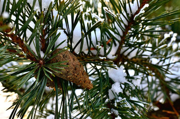 Fototapeta na wymiar Close up of a pine Tree Branch covered with Snow during Winter in Transylvania.