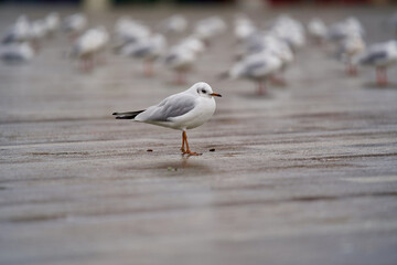 Seagull standing at Bellevue square Zurich, Switzerland.