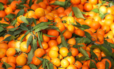 Mandarin oranges for sale and heaped high in a local fruit and vegetable market in Tirana, Albania suggesting fruits of life and labour. 