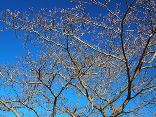 Fototapeta na wymiar 枯れ木の花水木と青空
