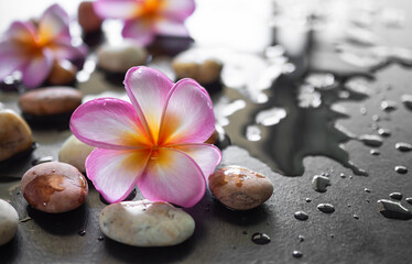 Obraz na płótnie Canvas Plumeria flowers aromatherapy spa set with pebbles wet wooden blur background.